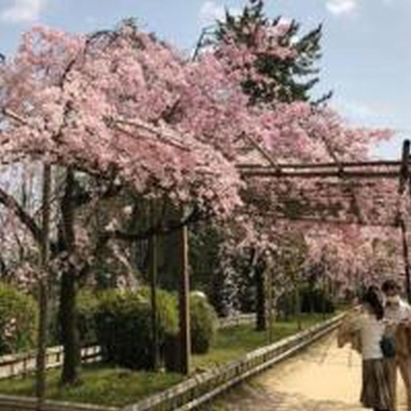 むつみ庵此花301